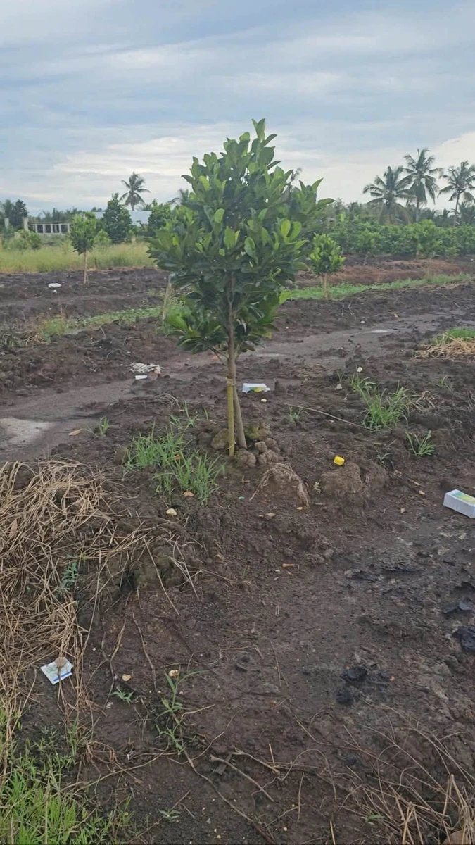 Bán 500m² đất vườn xã Tân Thành, huyện Thủ Thừa, Long An giá 280 triệu - Ảnh thu nhỏ 3