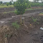 Bán 500m² đất vườn xã Tân Thành, huyện Thủ Thừa, Long An giá 280 triệu - Ảnh thu nhỏ 3