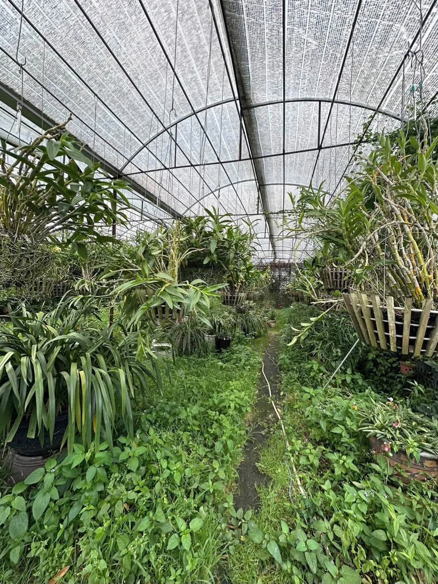 Bán lô đất 2100m2 mặt tiền Hùng Vương, Đà Lạt - Ảnh thu nhỏ 4