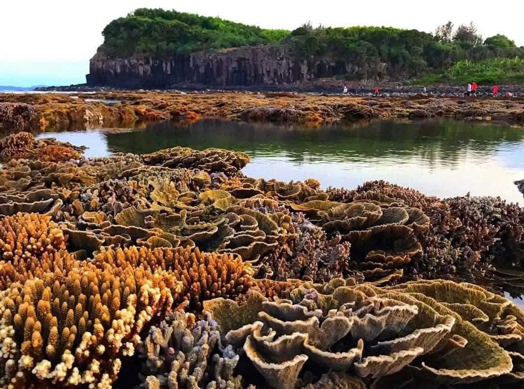 Bán lô đất nông nghiệp 258m2 cách biển Gành Yến 100m, Quảng Ngãi, giá 239 triệu - Ảnh thu nhỏ 3