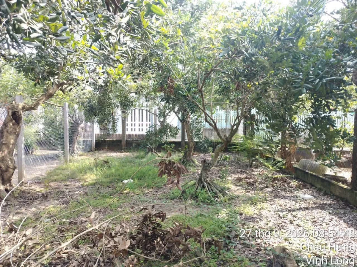 Bán nền đất 405m² Long Hòa Bình Đại Bến Tre 730 triệu - Ảnh thu nhỏ 5