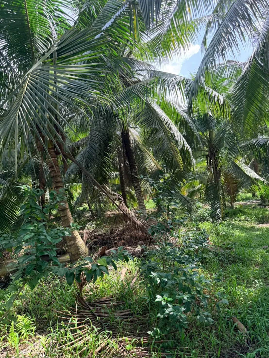 Bán đất vườn dừa 1 mẫu (10.000m²) Mỹ Chánh Hoà, giá 2,8 tỷ - Ảnh thu nhỏ 3