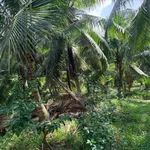 Bán đất vườn dừa 1 mẫu (10.000m²) Mỹ Chánh Hoà, giá 2,8 tỷ - Ảnh thu nhỏ 3