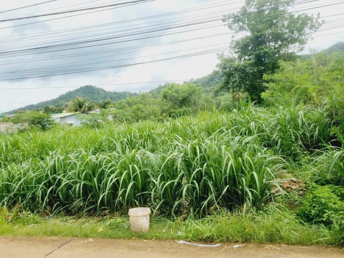Bán lô đất mặt tiền 235m² Triệu Quang Phục, Buôn Ma Thuột - Ảnh thu nhỏ 5