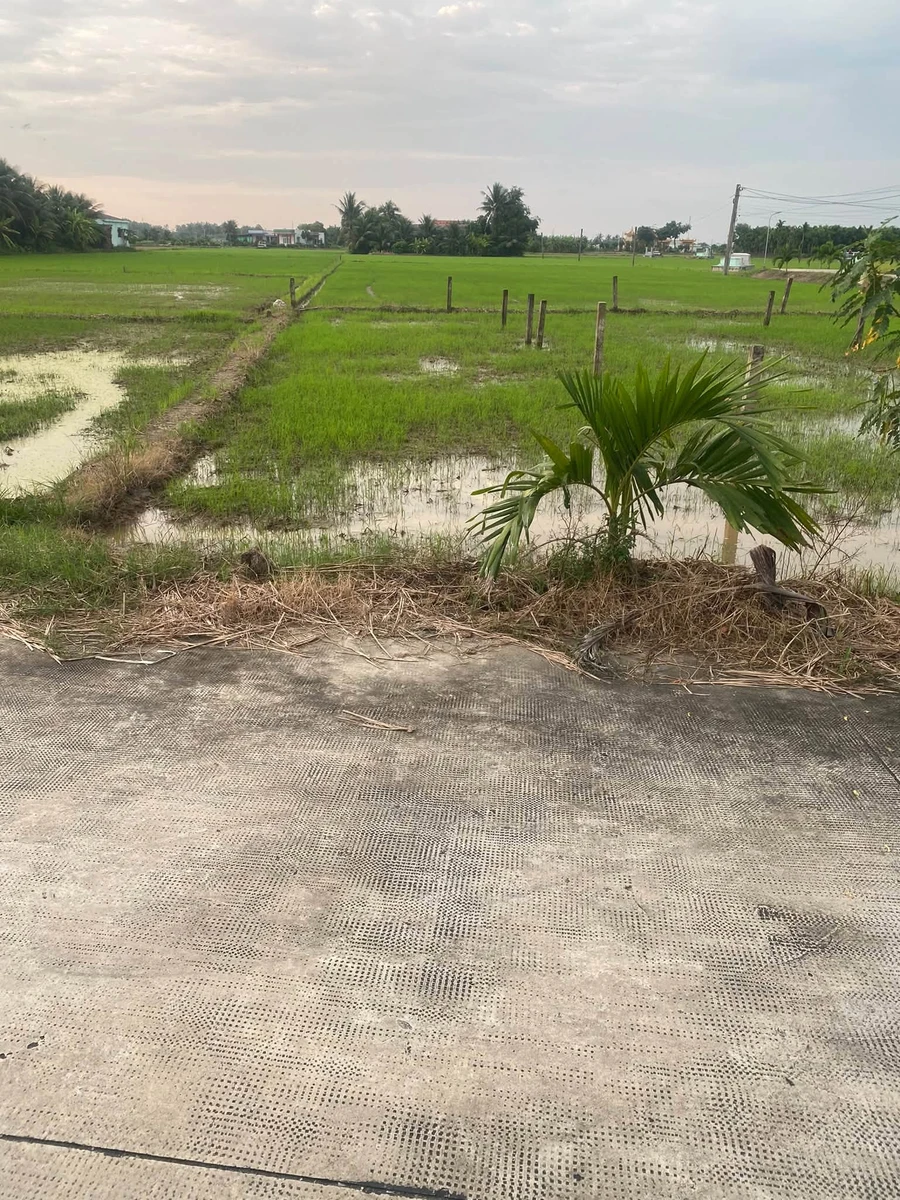 Bán đất thổ cư 6x25m (150m2) giá 599 triệu tại Bình Trinh Đông, Tân Trụ - Ảnh thu nhỏ 4