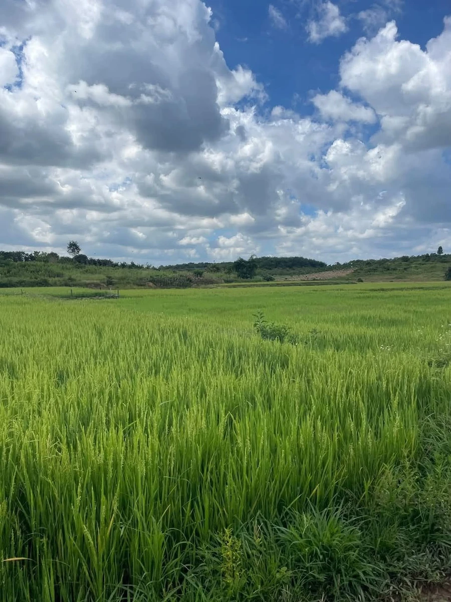 Bán đất 4 sào view ruộng tại Đắk Mil - Ảnh 1