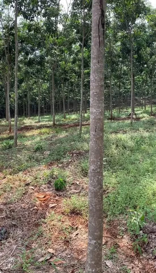 Bán đất gần 6 xào ở Đồng Phú, Bình Dương, giá 1 tỷ 350 - Ảnh thu nhỏ 3