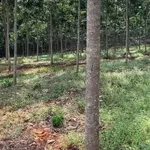 Bán đất gần 6 xào ở Đồng Phú, Bình Dương, giá 1 tỷ 350 - Ảnh thu nhỏ 3