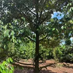 Bán đất 1,3ha view sông Sêrêpốk Hòa Phú Đắk Lắk - Ảnh thu nhỏ 4