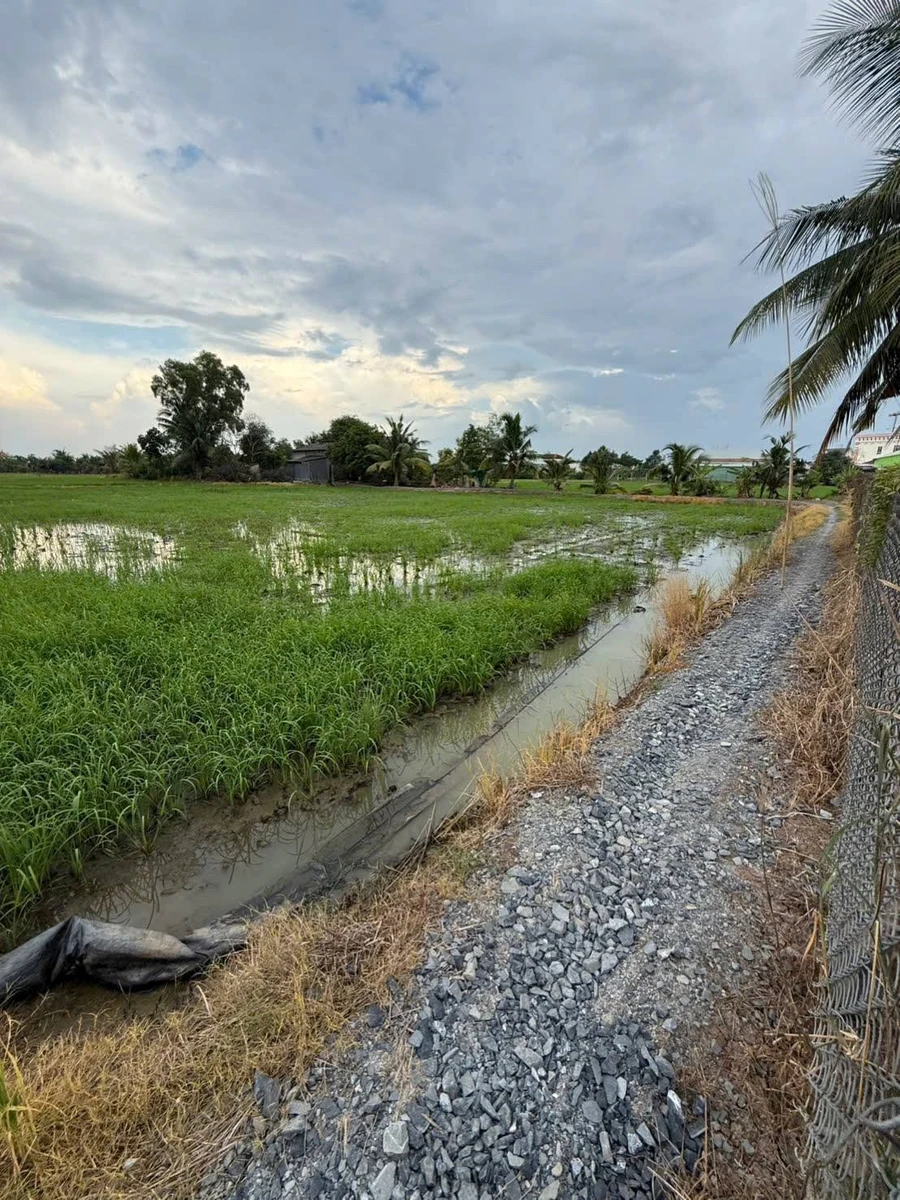 Bán đất lúa 2000m² Tân Bình, Tân Trụ, Long An - Ảnh thu nhỏ 3