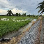 Bán đất lúa 2000m² Tân Bình, Tân Trụ, Long An - Ảnh thu nhỏ 3