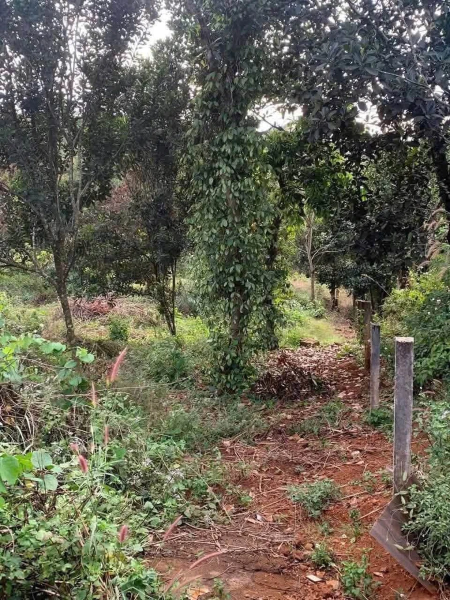Bán đất mặt tiền 2.000m² Nghĩa Phú, Lâm Đồng 900 triệu - Ảnh thu nhỏ 2