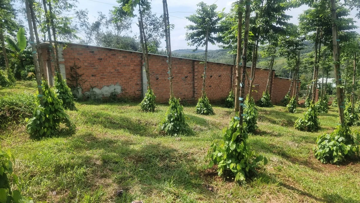 Bán đất đỏ mặt tiền 8000m² Hóc Môn 2,4 tỷ - Ảnh thu nhỏ 2