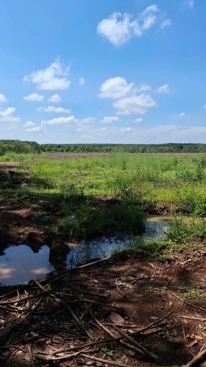 Bán 6 hectare đất trồng cây ăn trái Phú Riêng - Ảnh thu nhỏ 2