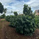 Bán đất 1ha Thôn Đoàn Kết Etan Krong Năng 7 tỷ 200 triệu - Ảnh thu nhỏ 2