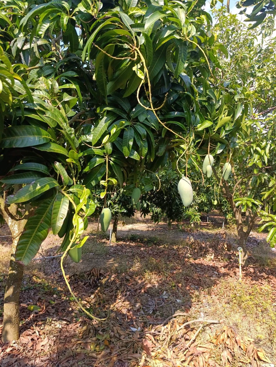 Bán đất vườn xoài 15779m2 tại Hồ Trị An, Đồng Nai - Ảnh thu nhỏ 3