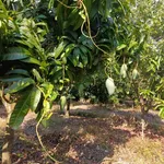 Bán đất vườn xoài 15779m2 tại Hồ Trị An, Đồng Nai - Ảnh thu nhỏ 3