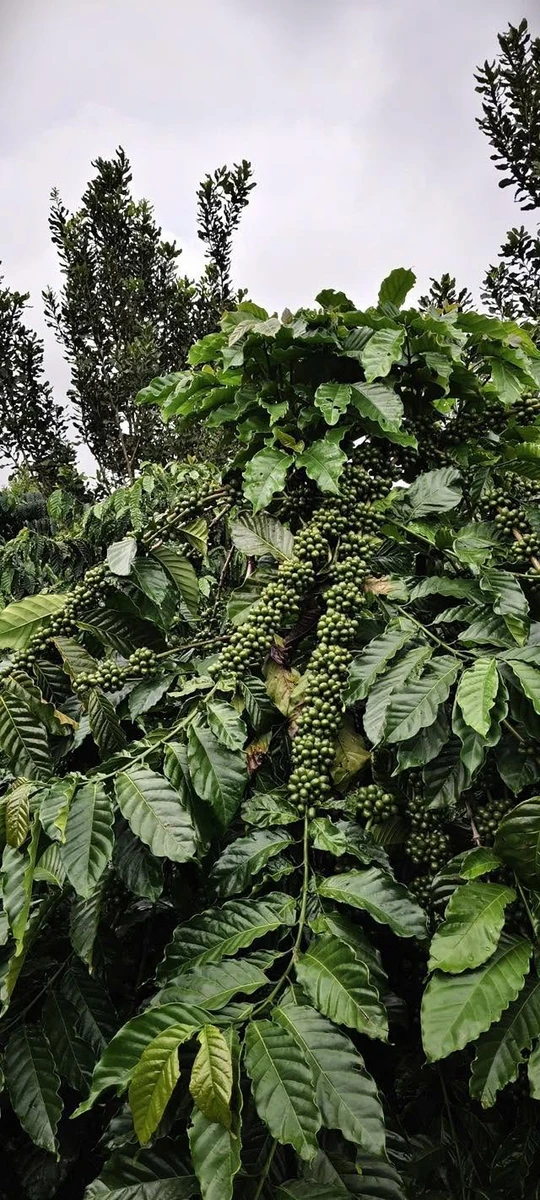 Bán lô vườn 3,8 ha cà phê macca tiêu Tuy Đức Lâm Đồng - Ảnh thu nhỏ 5