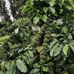 Bán lô vườn 3,8 ha cà phê macca tiêu Tuy Đức Lâm Đồng - Ảnh thu nhỏ 5