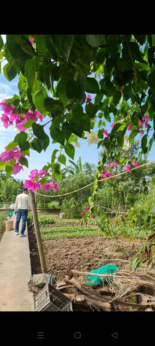 Bán nhà vườn 7.5 sào tại Đồ Sơn, Hải Phòng, 2.9 tỷ - Ảnh thu nhỏ 2