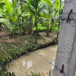 Bán đất Phú Túc Châu Thành 1700m2, 970 triệu - Ảnh thu nhỏ 2