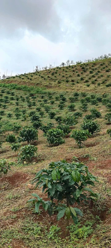 Bán đất rẫy cà phê 3 hectare ở Đắk Ha, Lâm Đồng, 3,7 tỷ
