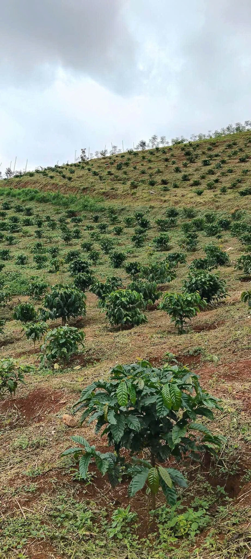 Bán đất rẫy cà phê 3 hectare ở Đắk Ha, Lâm Đồng, 3,7 tỷ - Ảnh 1