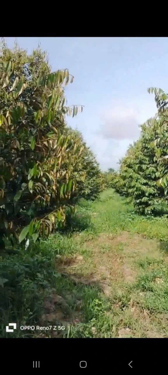 Bán đất 1 công Tân Phú Châu Thành Đồng Tháp 400 triệu - Ảnh 1