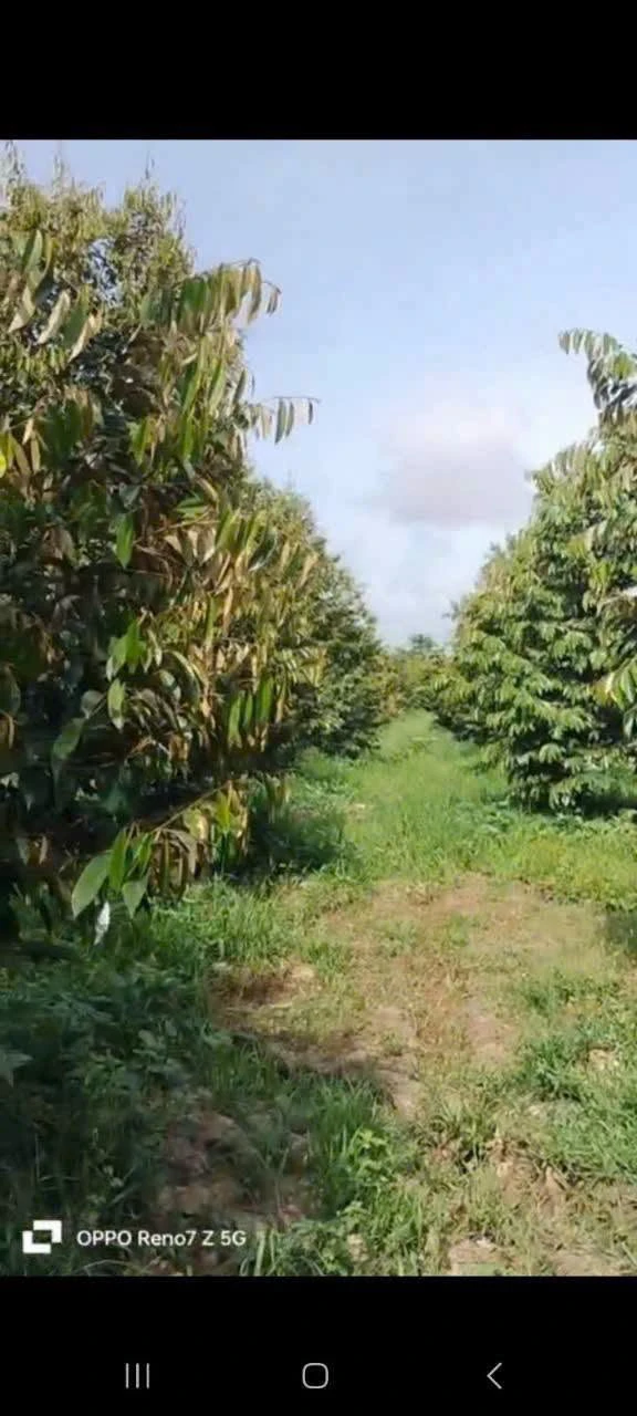 Bán đất 1 công Tân Phú Châu Thành Đồng Tháp 400 triệu - Ảnh 1