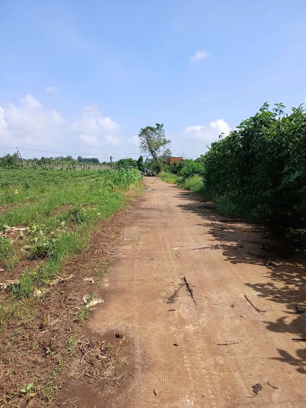 Bán đất 5x38m gần QL26 km 41, Bình Dương 289 triệu