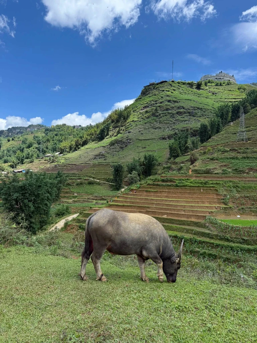 Bán đất 7.000 m² view Sa Pa, gần Cát Cát - Ảnh thu nhỏ 2