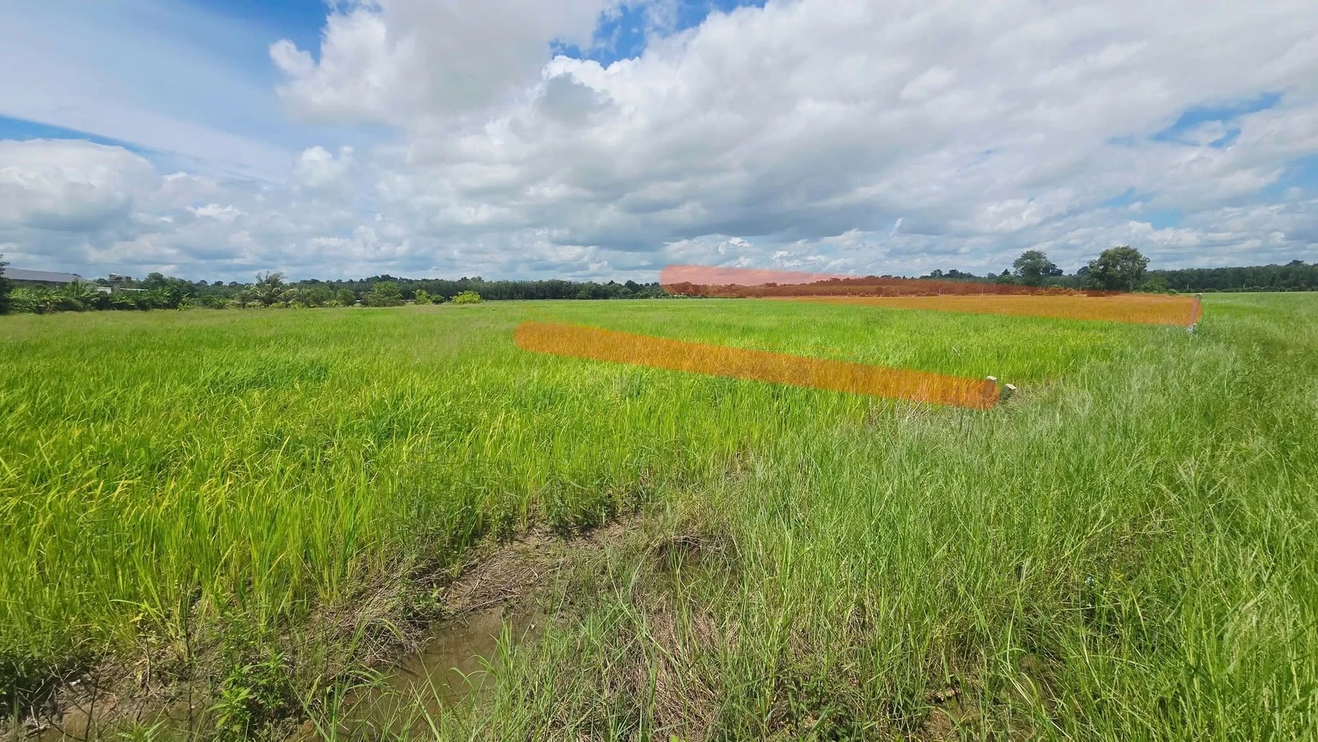 Bán gấp lô đất lúa 10x100m giá 570 triệu tại Phước Ninh, Dương Minh Châu, Tây Ninh - Ảnh 1