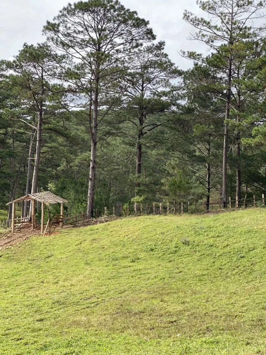 Bán đất 2.8 ha Mai Anh Đào view rừng Đa Nhim Lạc Dương - Ảnh thu nhỏ 2