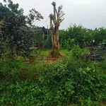 Bán đất mặt tiền view sông Hương 425m2 Huế - Ảnh thu nhỏ 5