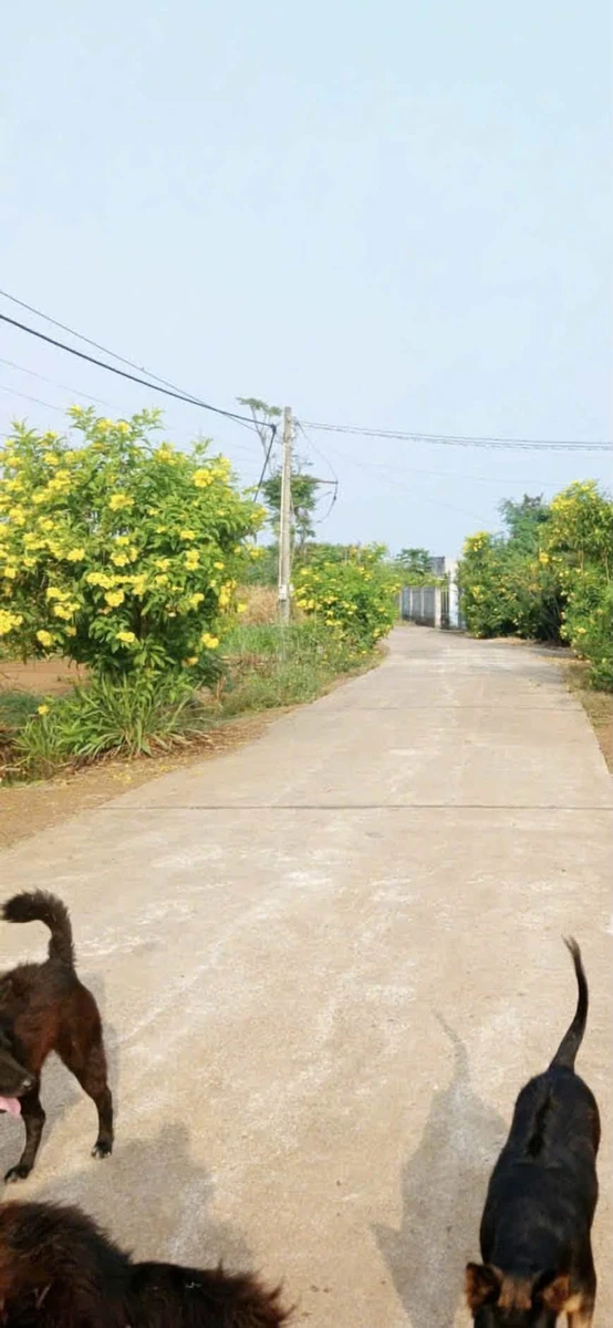 Bán lô đất 6,5 sào ở Xuân Trường, Đồng Nai, 3,2 tỷ - Ảnh thu nhỏ 3