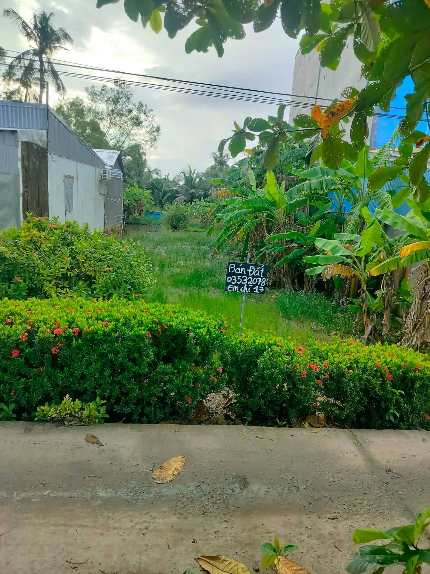Bán đất nền ngang 8m dài 30m có thổ cư tại Kinh Dài Tây, An Giang - Ảnh 1