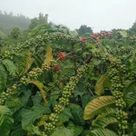 Bán đất 1ha café kinh doanh Tuy Đức Đắk Nông - Ảnh thu nhỏ 2