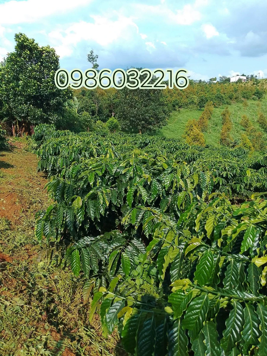Bán 1,9 ha đất rẫy cà phê, tiêu, sầu riêng có nhà và ao tại Bắc Gia Nghĩa - Ảnh 1