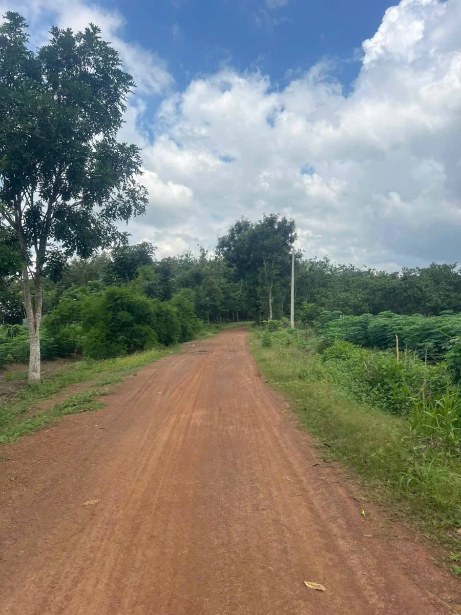 Bán đất 1 hectare cao su Thanh An Hóc Môn 1,5 tỷ - Ảnh thu nhỏ 2