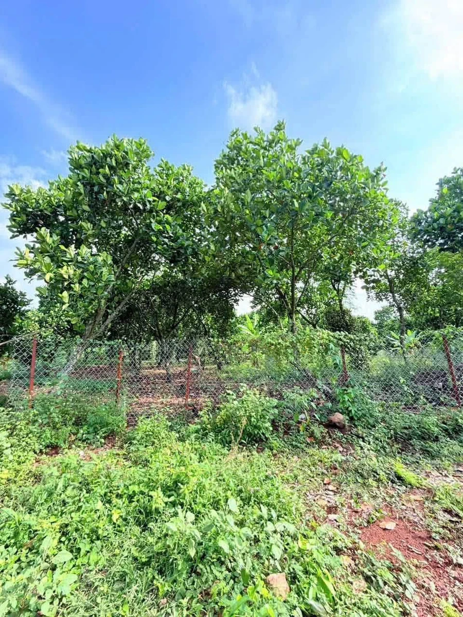 Bán đất vườn 400m² Bảo Vinh 690 triệu - Ảnh thu nhỏ 2